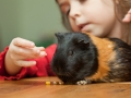 Girl and guinea pig